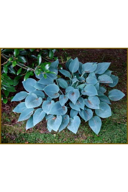 Хоста Блю Мун – кущ із синьо-зеленим листям.